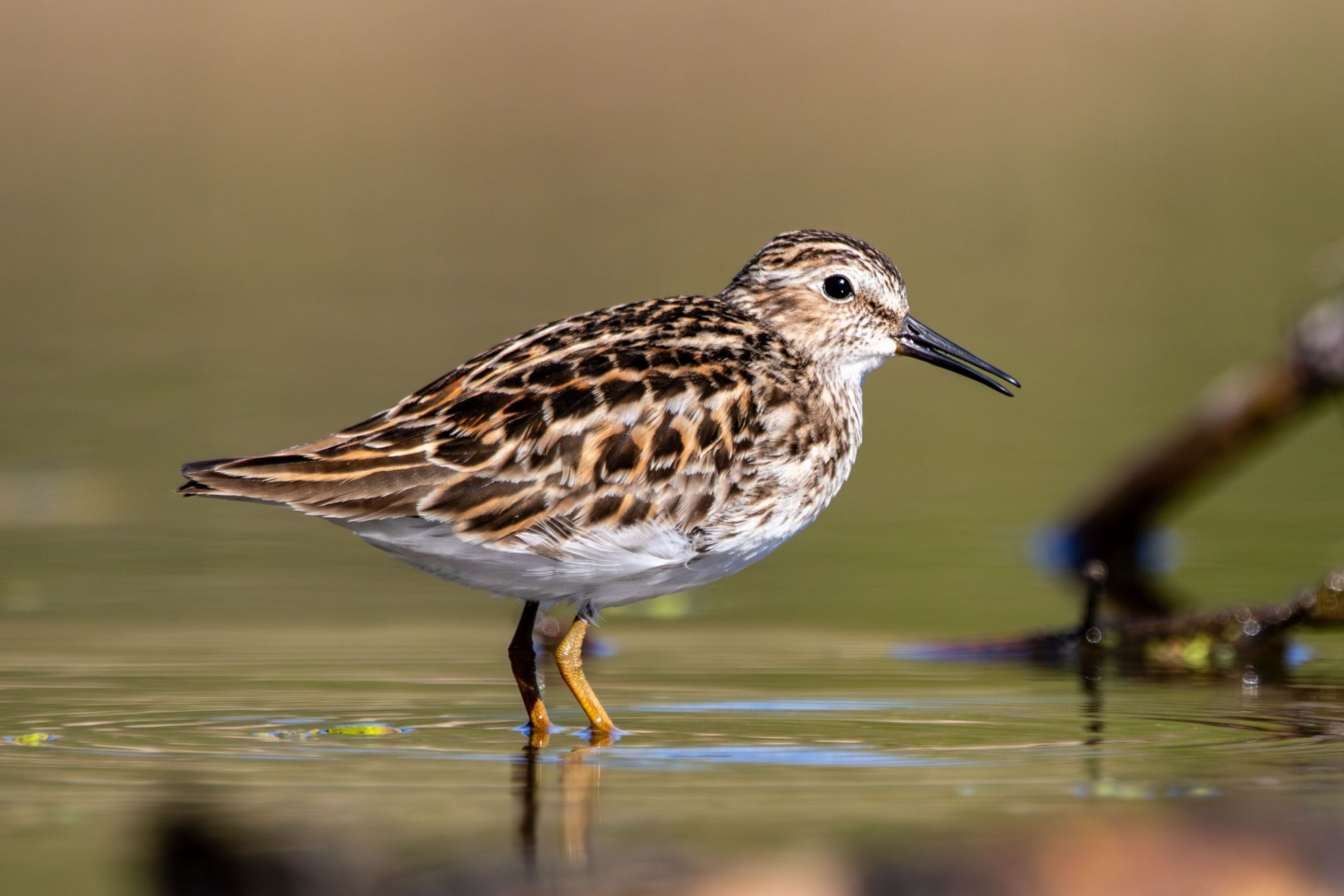 IMG 2174 Enhanced NR copy